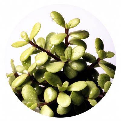 Purslane