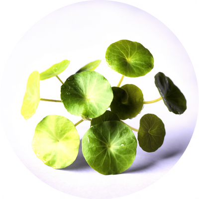 Centella